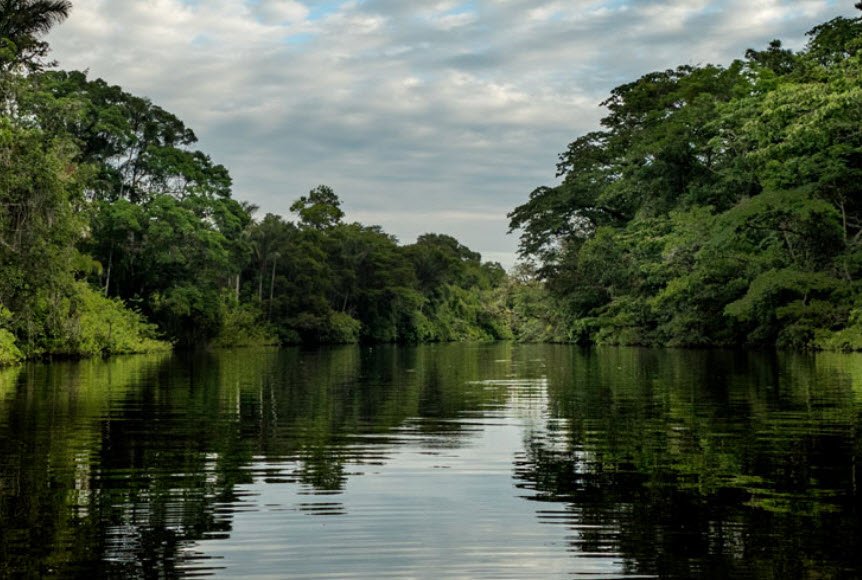 Amazon Rainforest (Cuyabeno), Sucumbíos Province, Ecuador